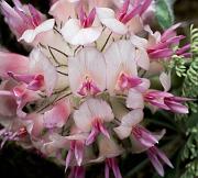 Big Head Clover, Trifolium macrocephalum 1692a